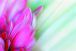 花朵底纹