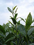 高山茶