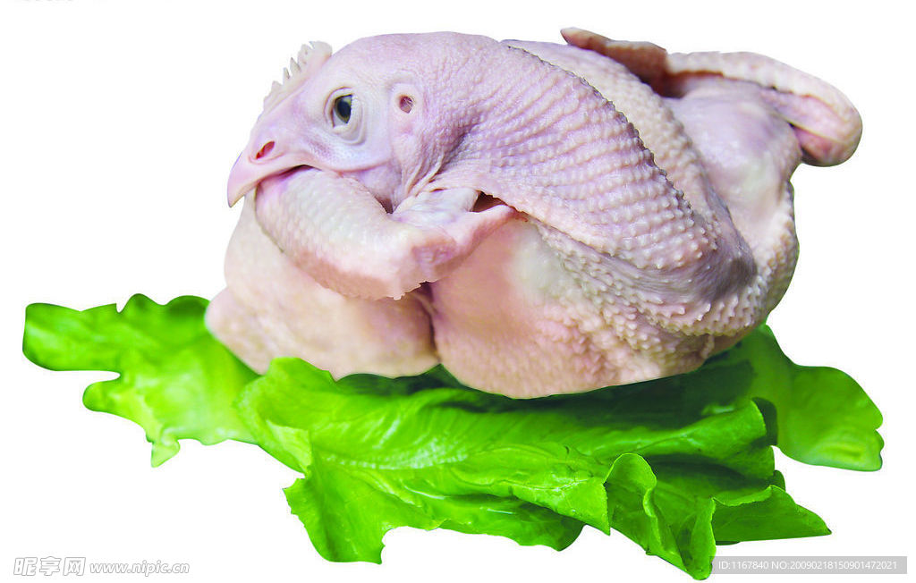 青菜鸡图