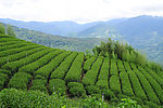 台灣嘉義縣：阿里山高山茶園