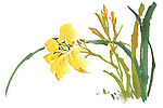 国画花8