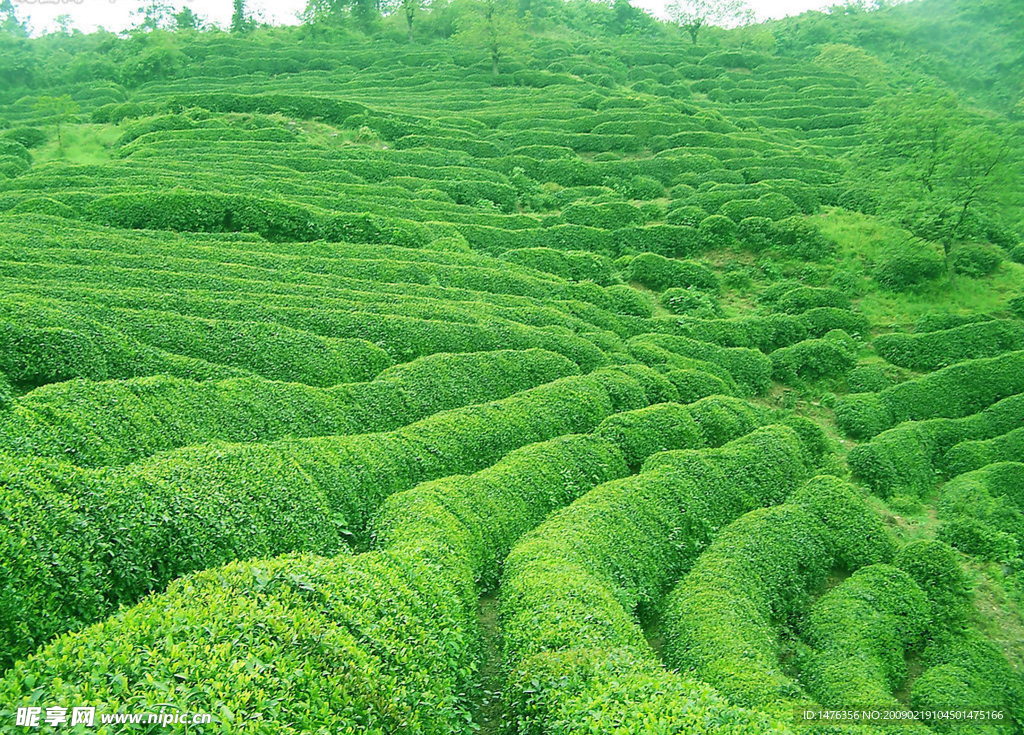 茶山