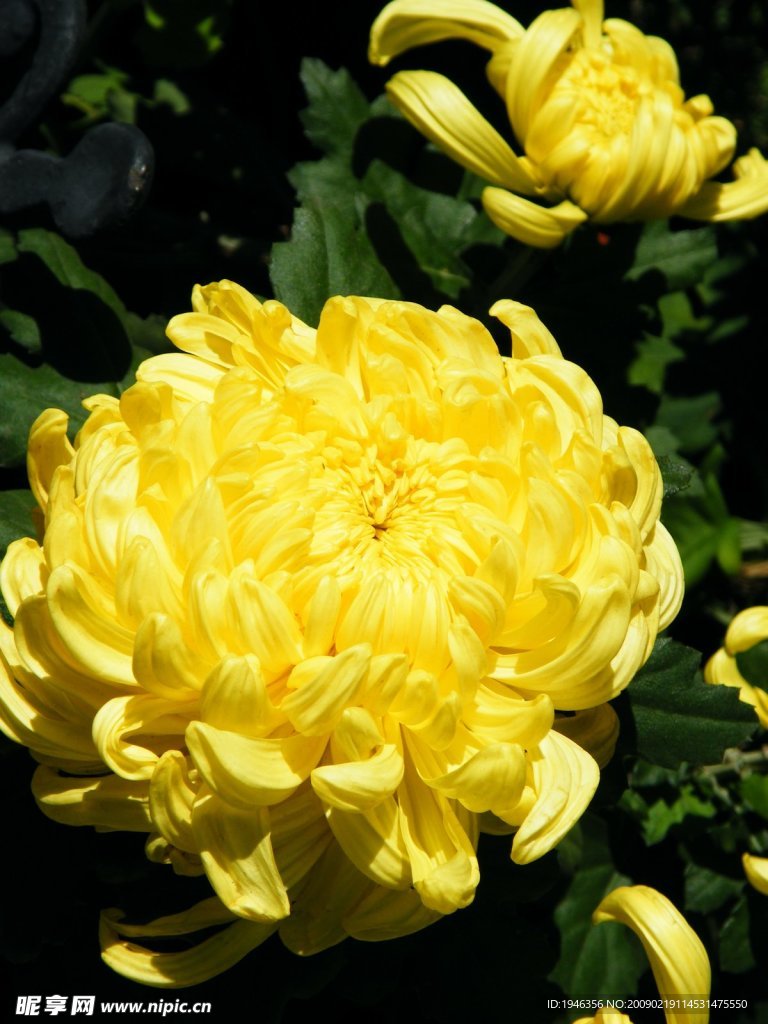 菊花