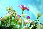 花花草草