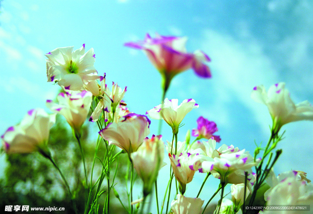 花花草草