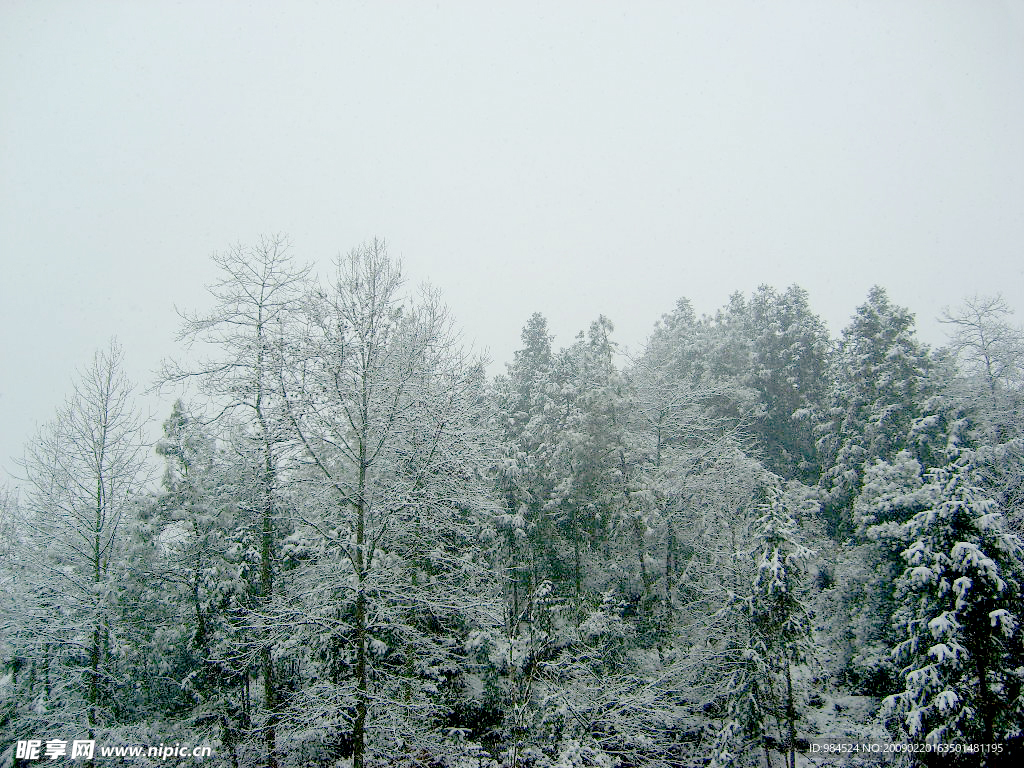 雪景