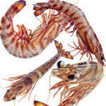 食材海鲜