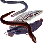 食材海鲜