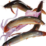食材海鲜