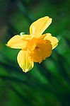黄花