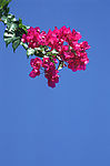 花束