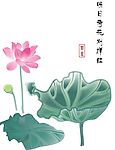 国画荷花