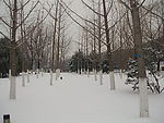 雪中树林