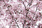 樱花part01