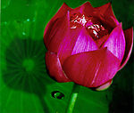 荷花