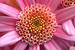 花 野菊花
