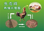 生态鸡养殖示意图
