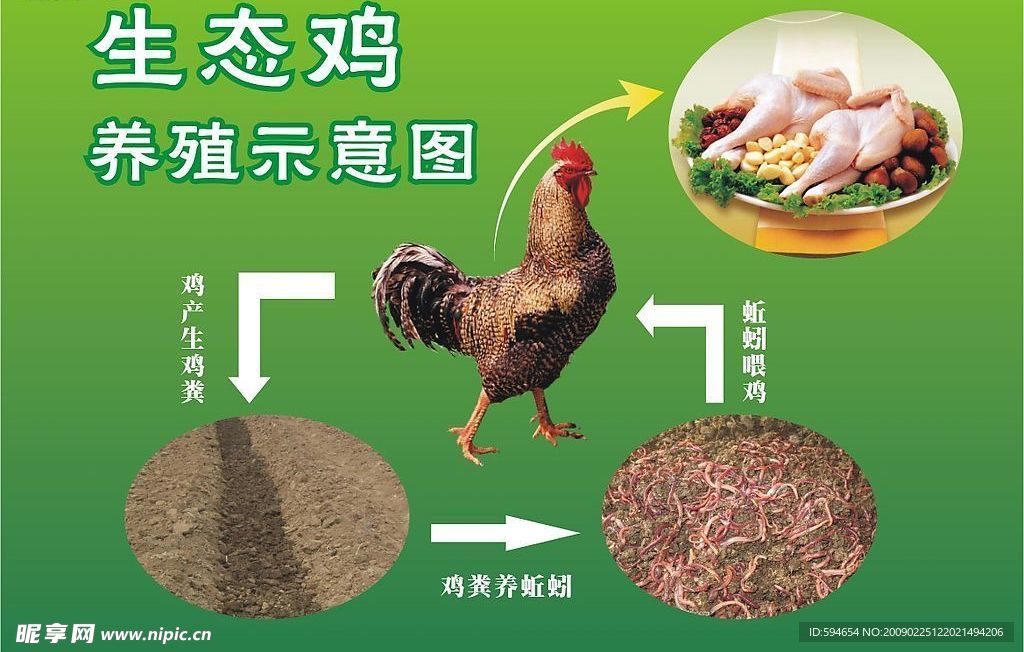生态鸡养殖示意图
