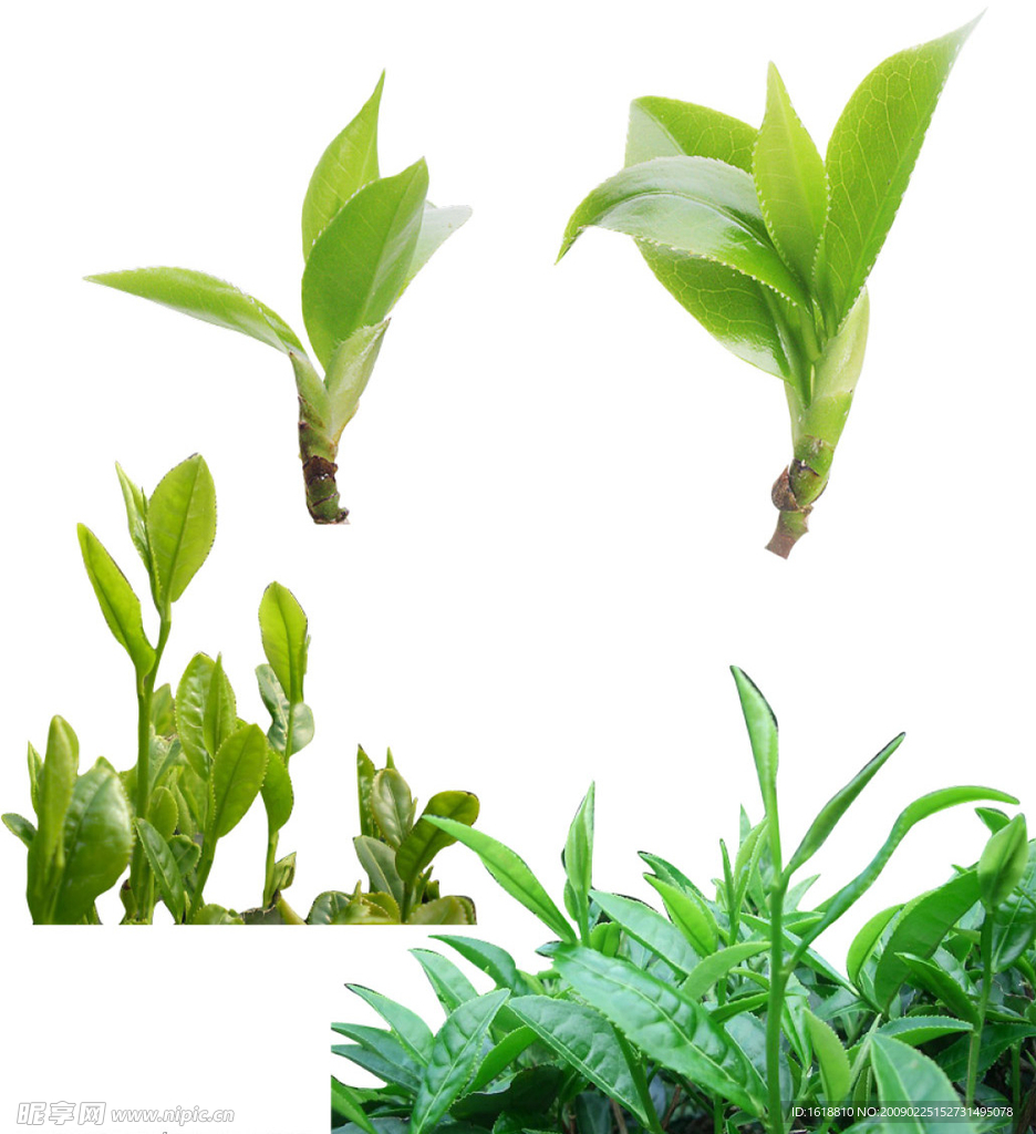 茶叶