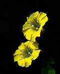 小黄花