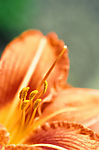花 花蕊