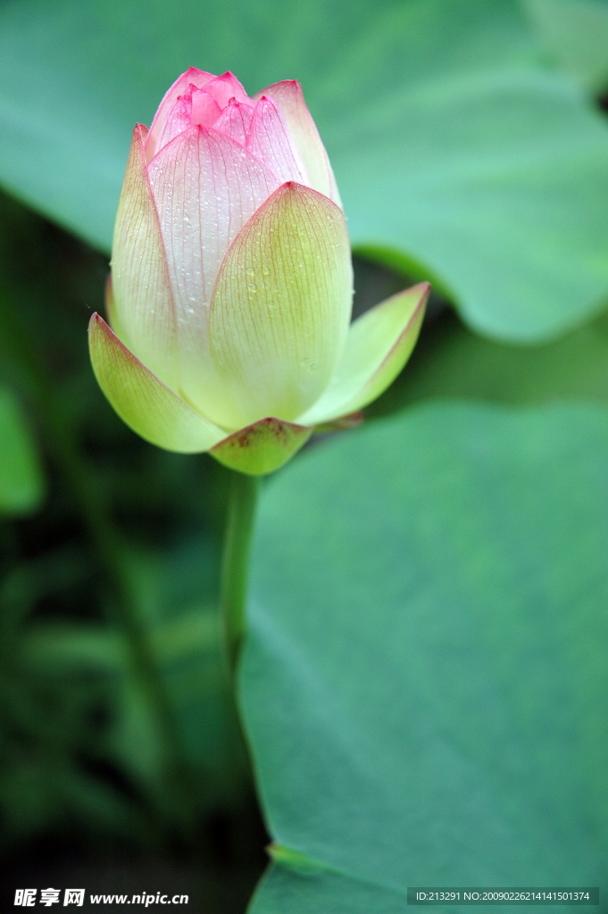 荷花