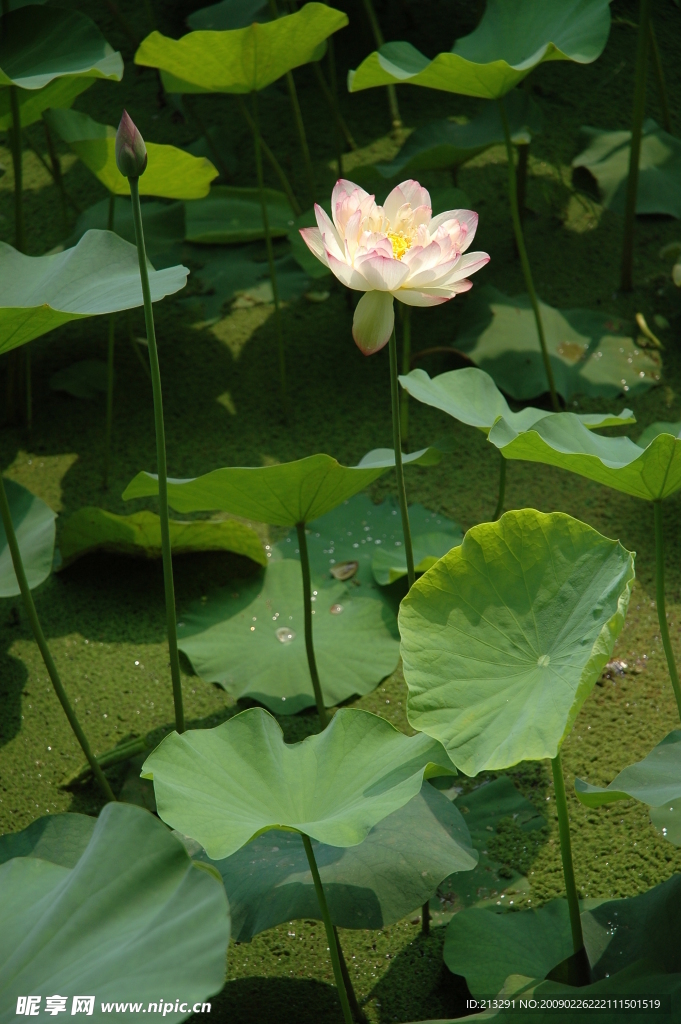 荷花