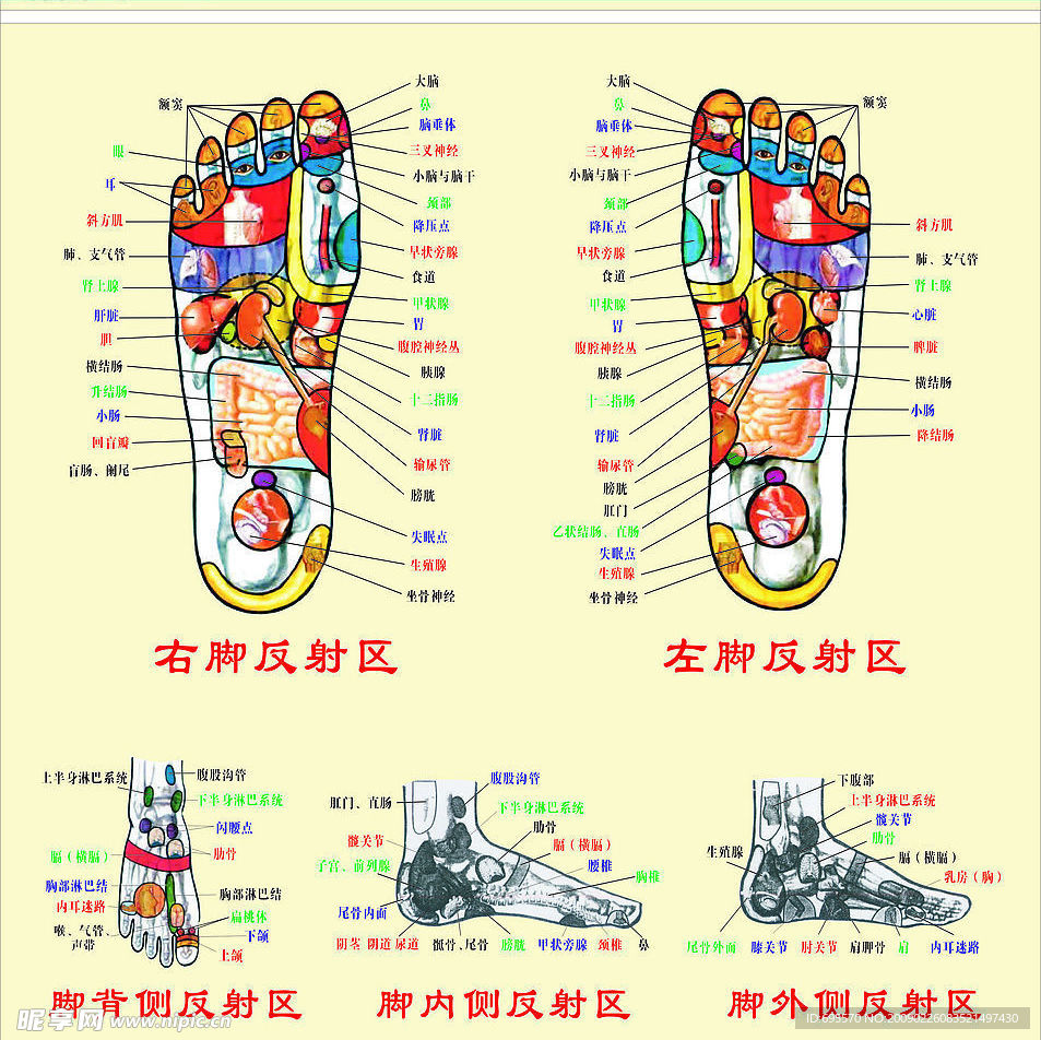 足底反射区