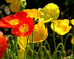 实拍素材 花草