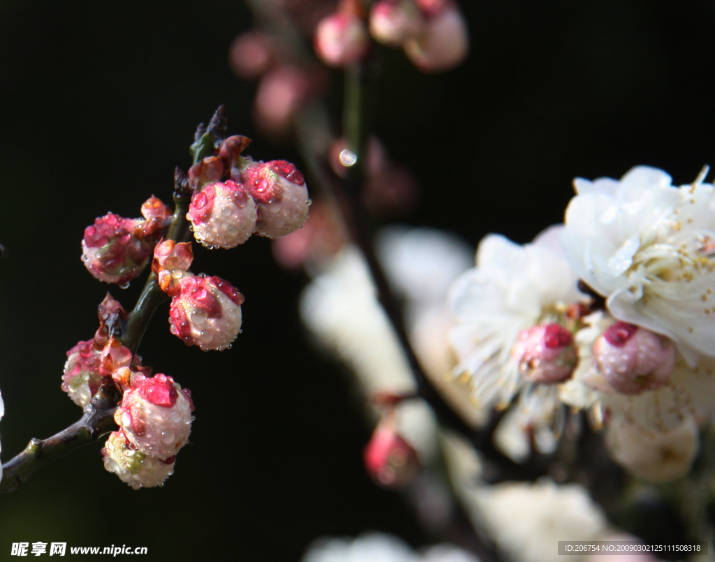 梅花