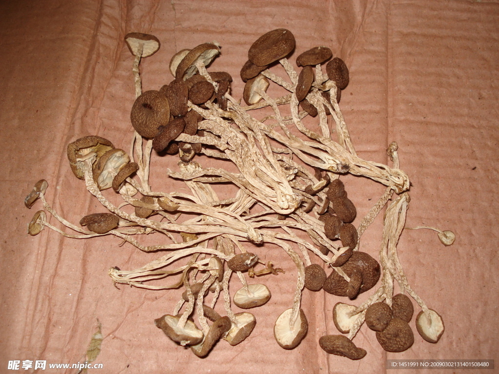 草菇