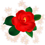 茶花
