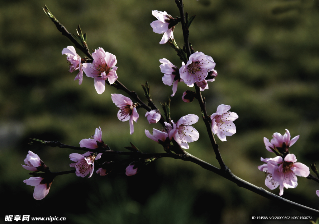 桃花