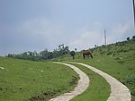 菌子山