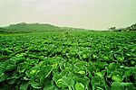蔬菜基地