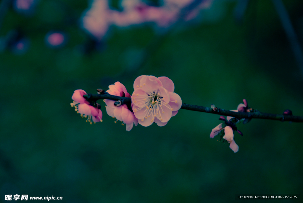 梅花