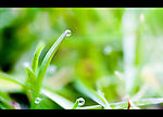 雨后草丛中的水珠