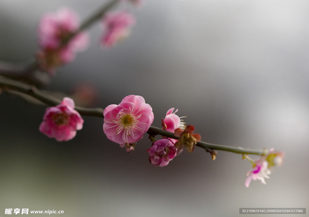 梅花