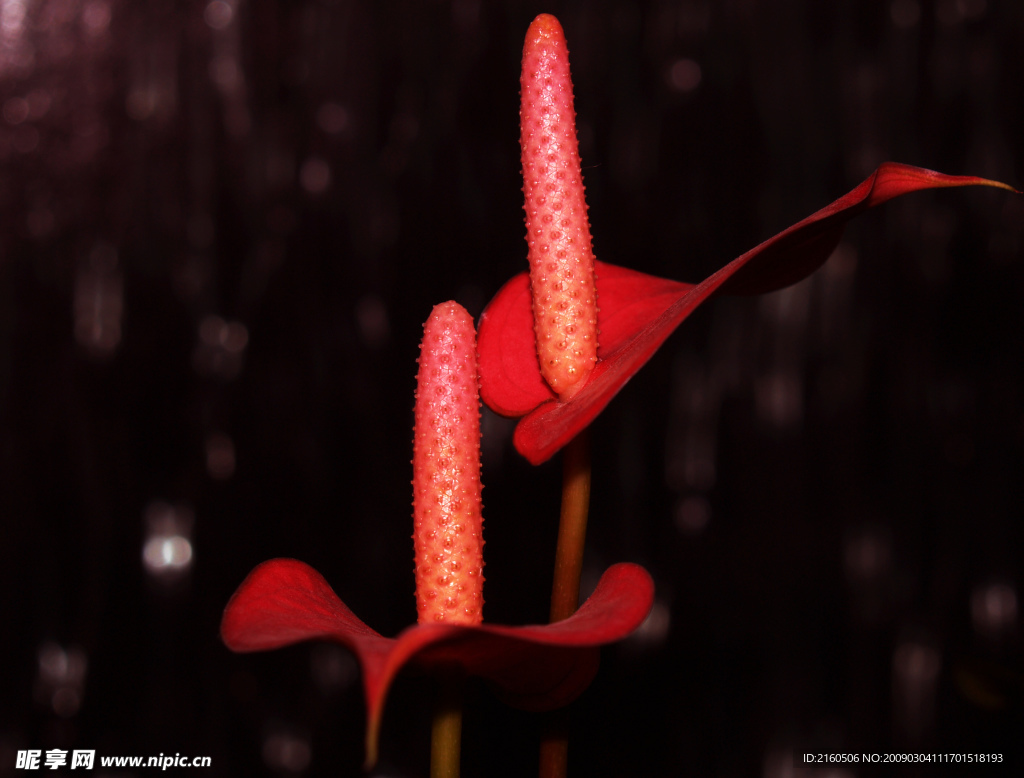 火芋