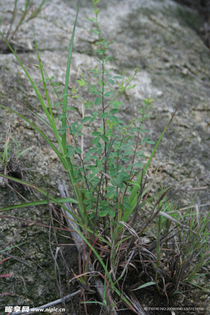 山草