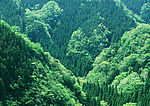 阳光森林