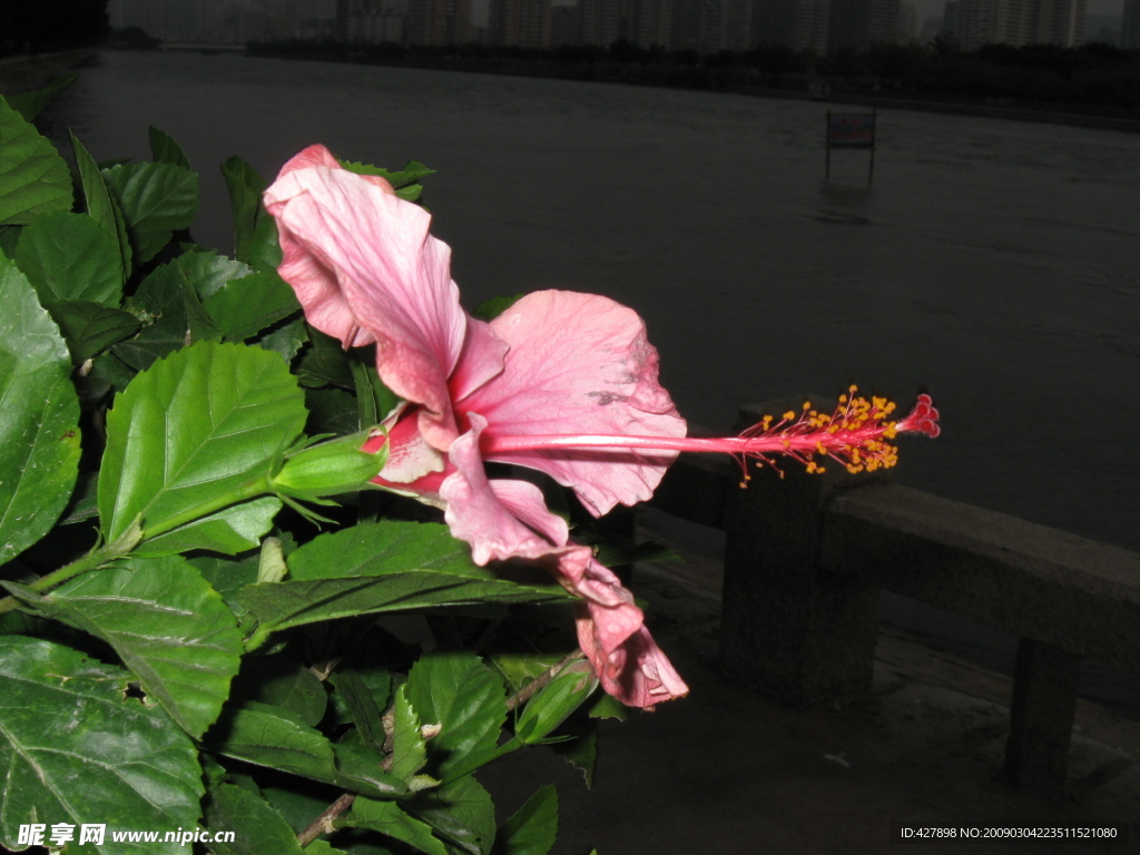 扶桑花