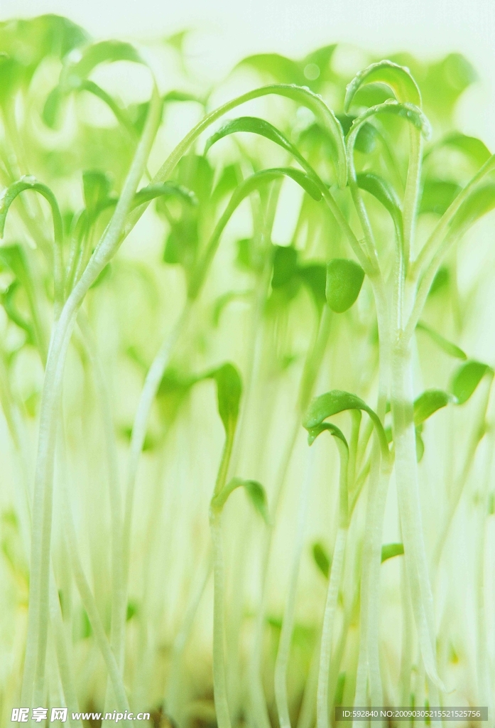 植物嫩芽