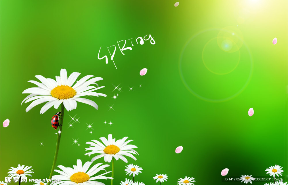 菊花背景图