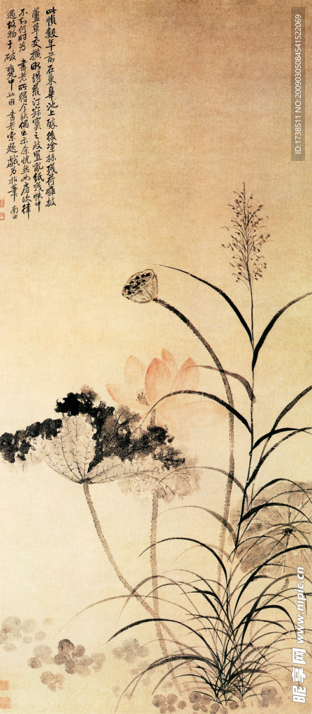 荷花芦草图