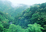 阳光森林