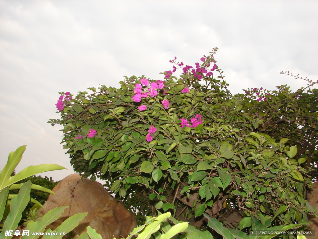 角花