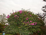 角花
