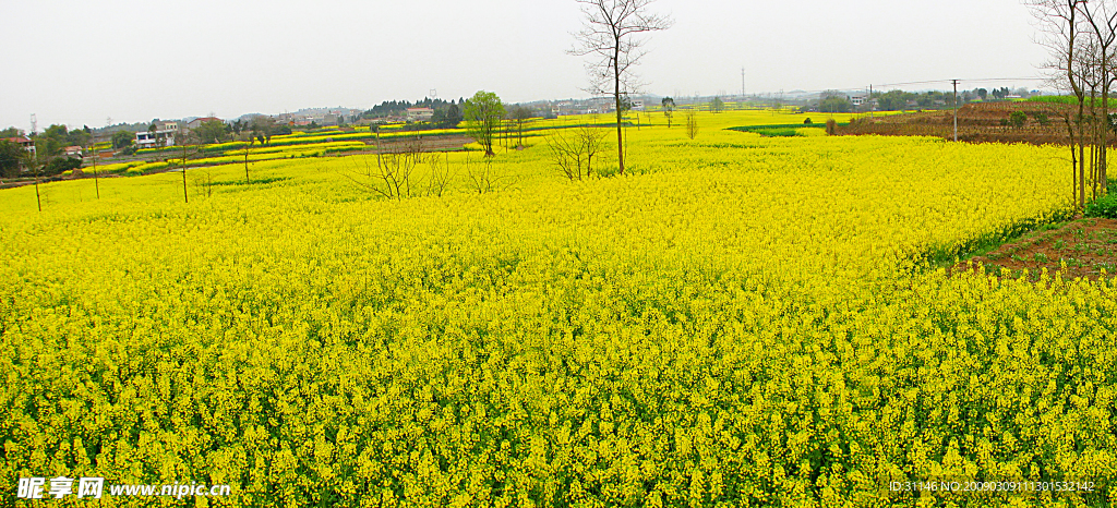 油菜花香（一）