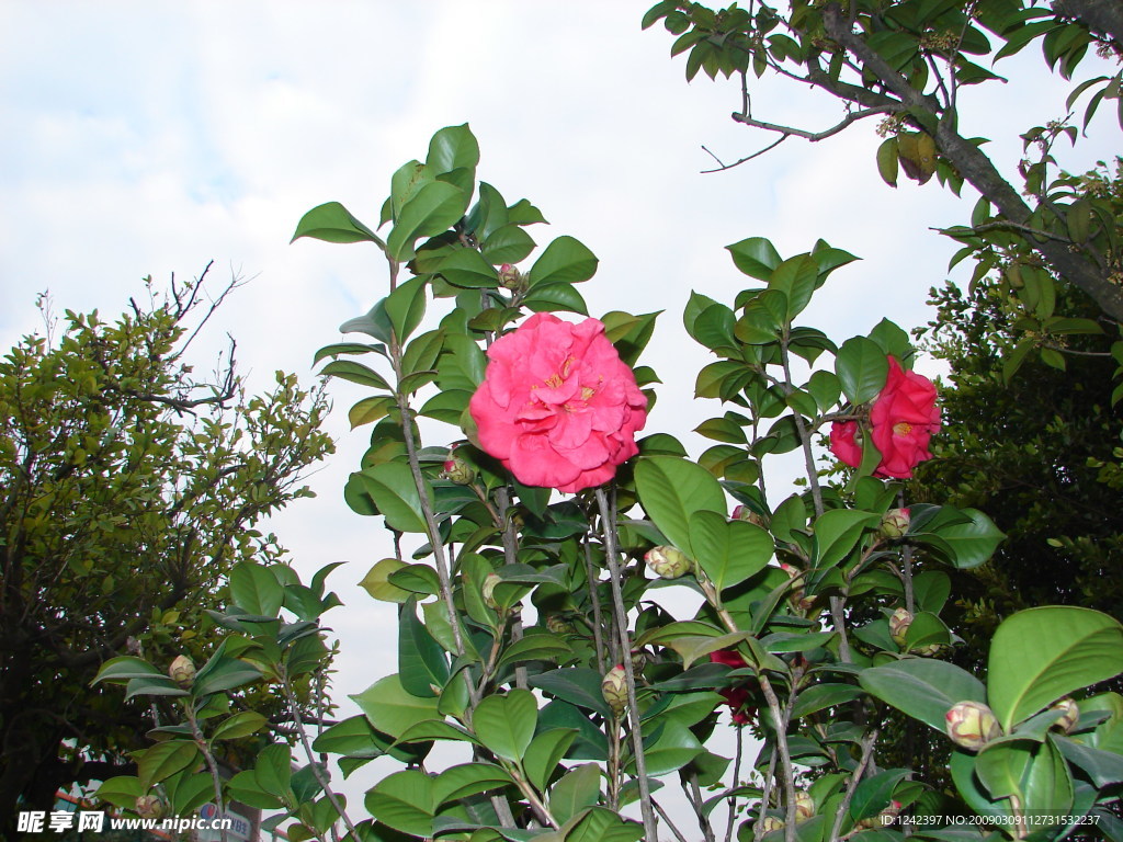 茶花